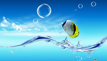 Web Design & Development